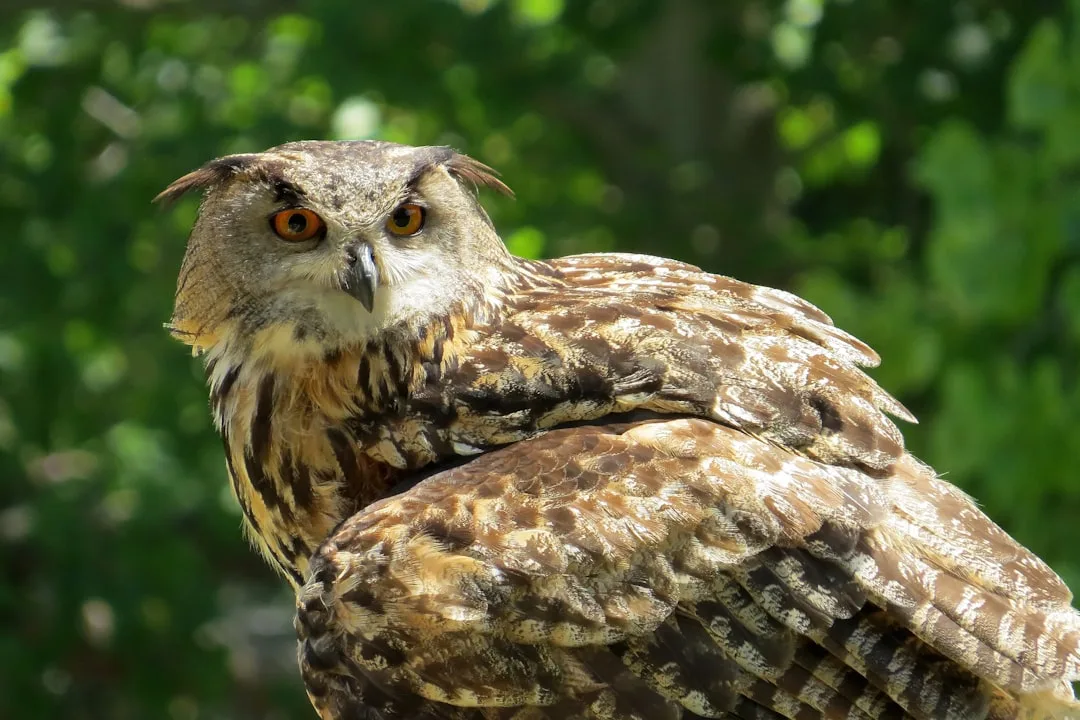 Eurasian Eagle-Owl: Largest Owl Species