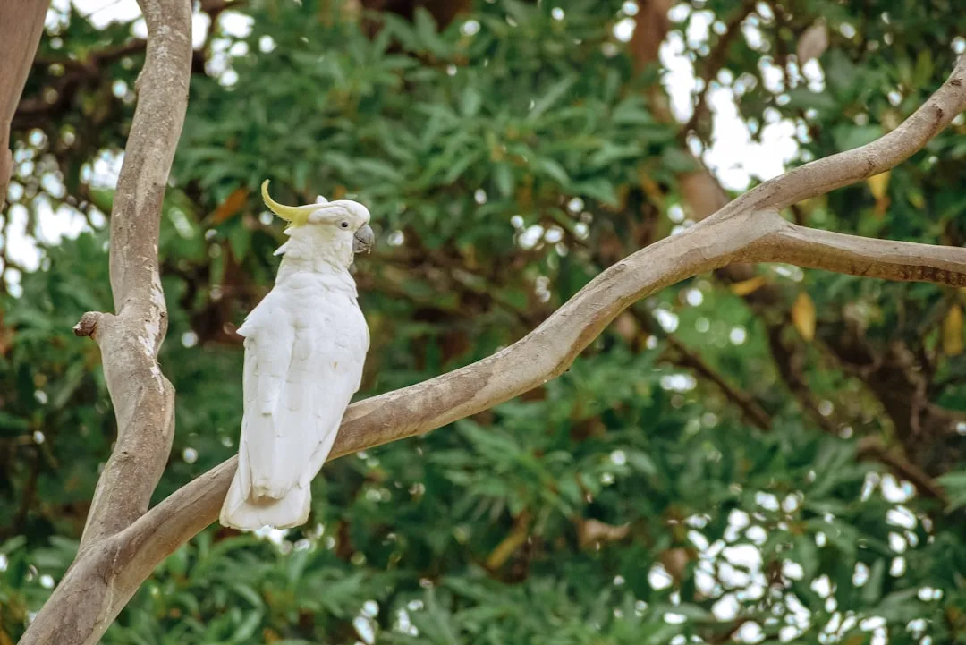 Sulphur-Crested Cockatoo: A Cognitive Marvel