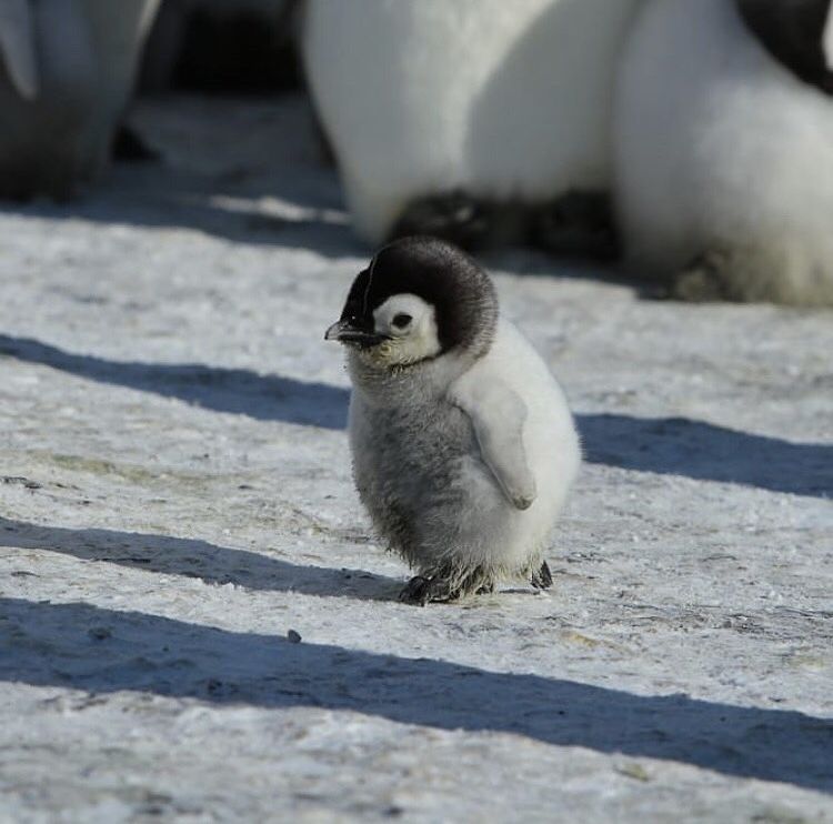Little Penguin