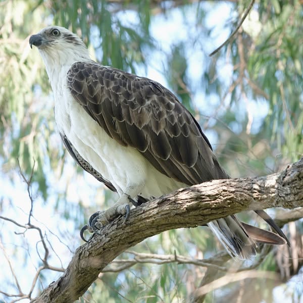 Osprey