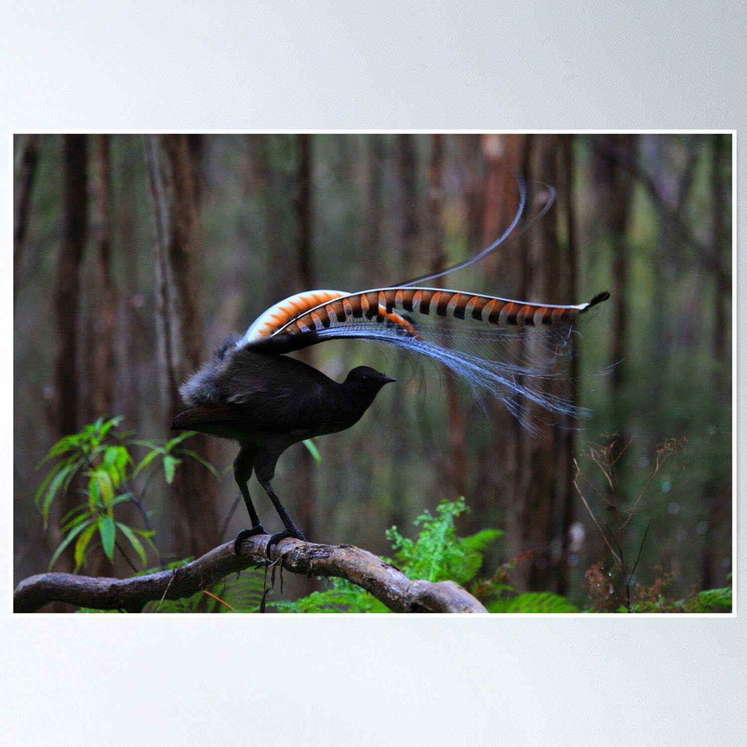 Superb Lyrebird
