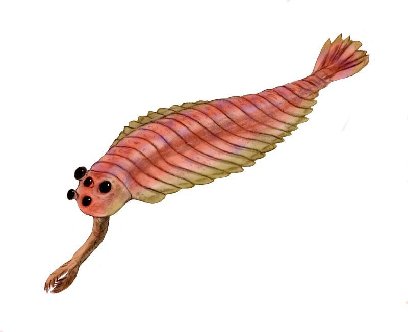 Opabinia: The Five-Eyed Cambrian Oddity