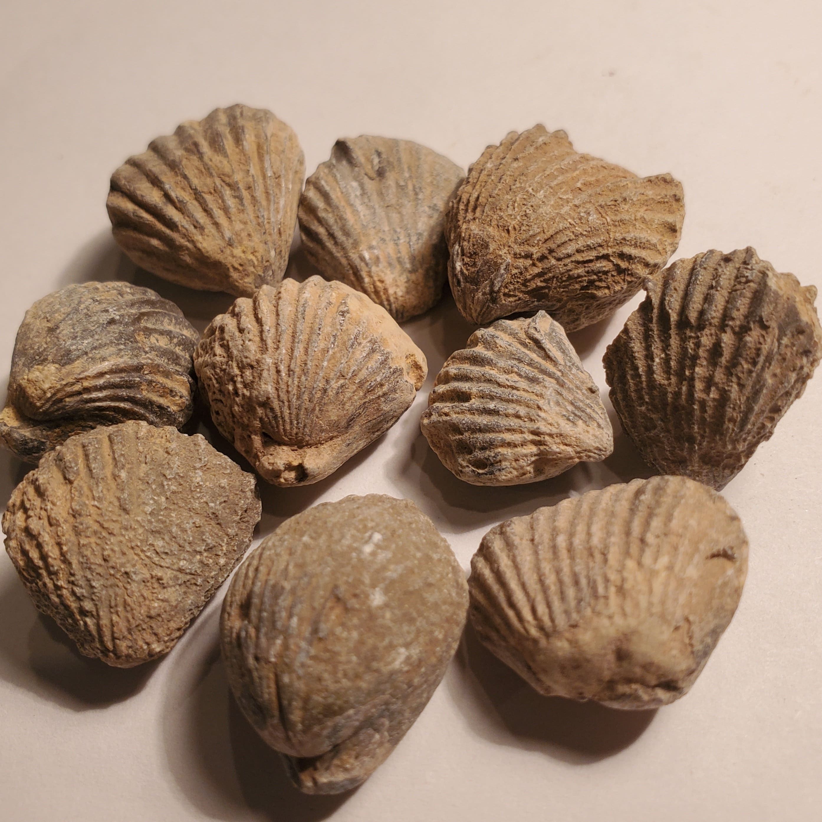 Brachiopods: Ancient Shellfish Surviving Time