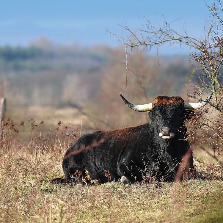 Aurochs: Ancestors of Cattle