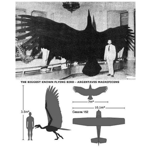 Argentavis: The Largest Flying Bird Ever