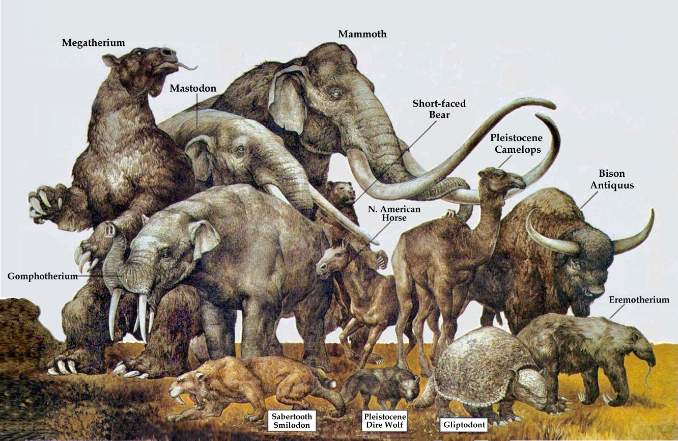 Megafauna Disappearances: The Causes