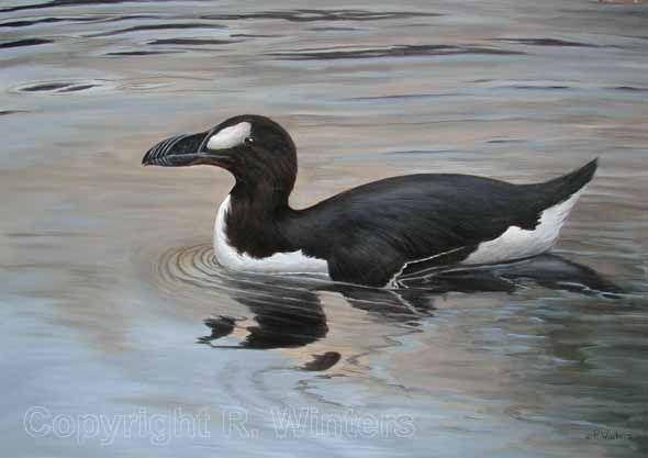 Great Auk: The Original Penguin