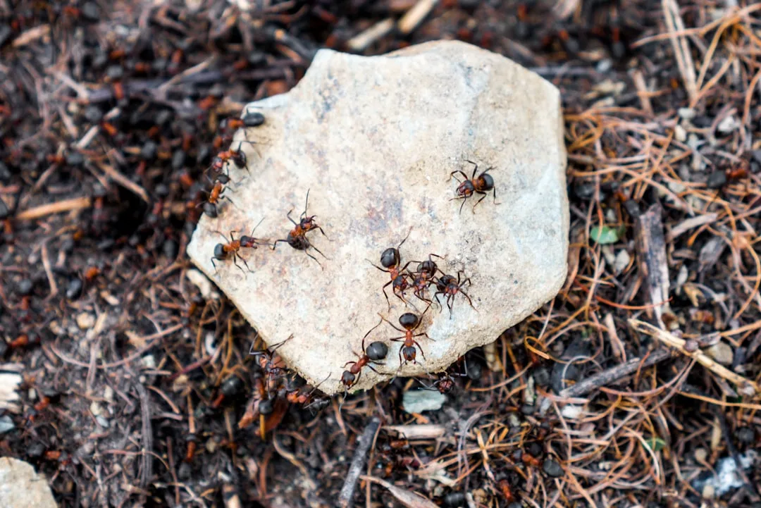 Army Ant: The Formidable Social Predator