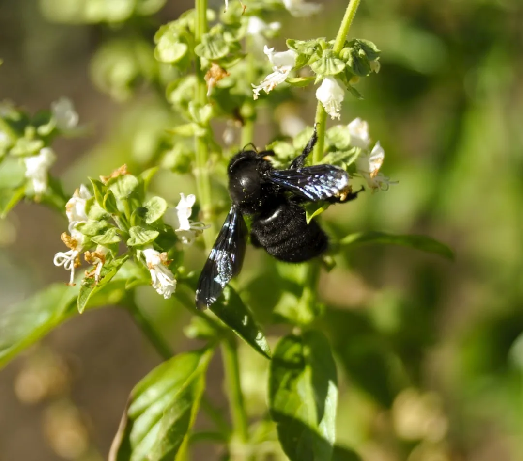 Carpenter Bees