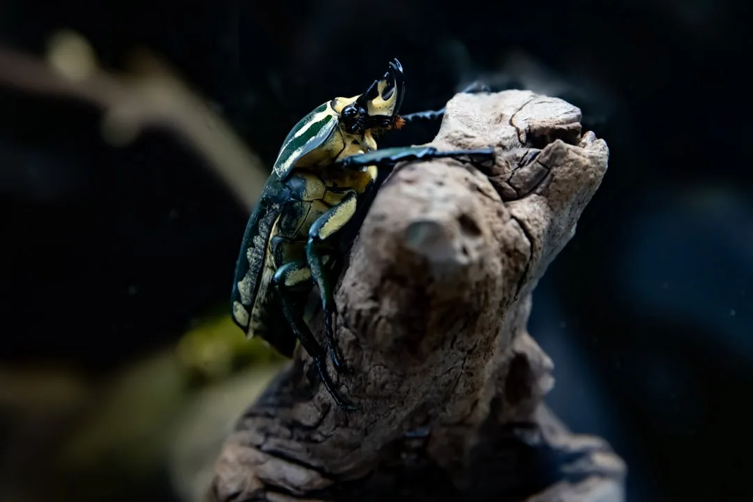 Facts About the Goliath Beetle