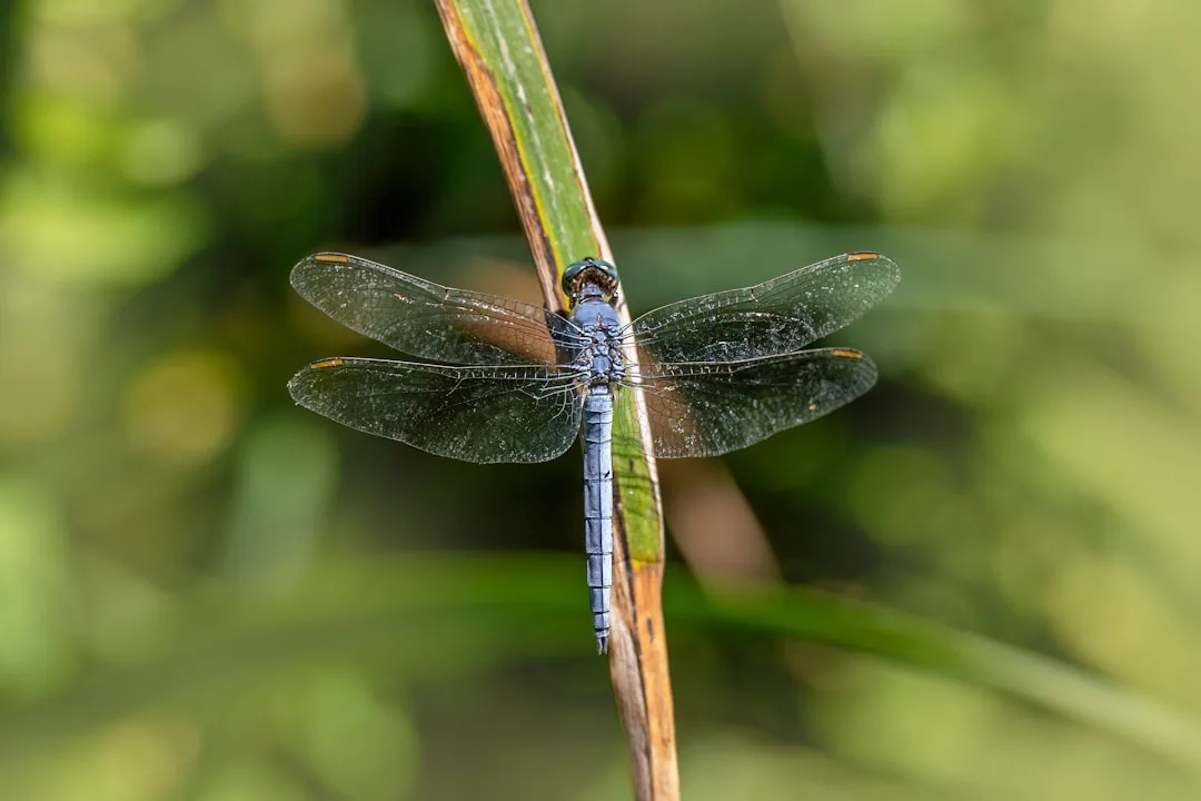 Complete Guide to Common Blue Damselflies