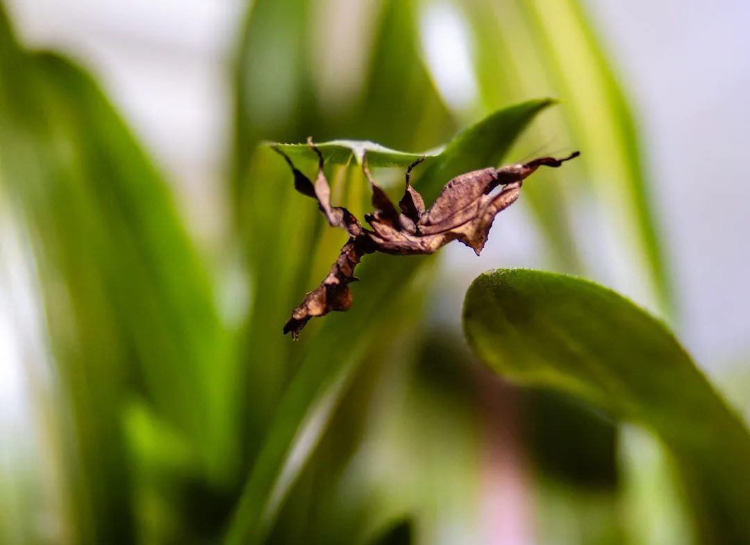 Fascinating Ghost Mantis and Its Features