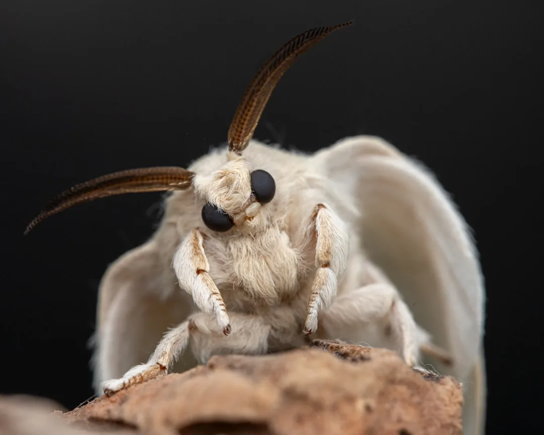 Silkworm Moth: Domestication and Biology