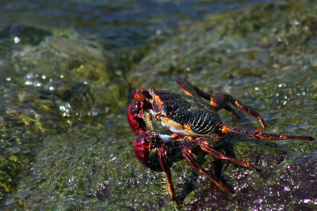 Indian Red Scorpion: Most Lethal Species