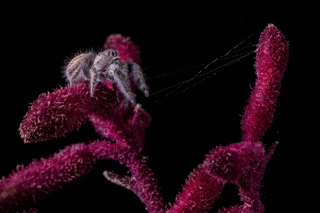 Jumping Spider: Traits and Hunting Strategies
