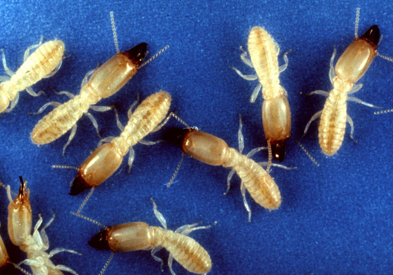 Eastern Subterranean Termite: Damage and Biology
