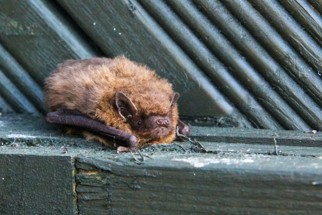 Little Brown Bat: North America's Endearing Mammal