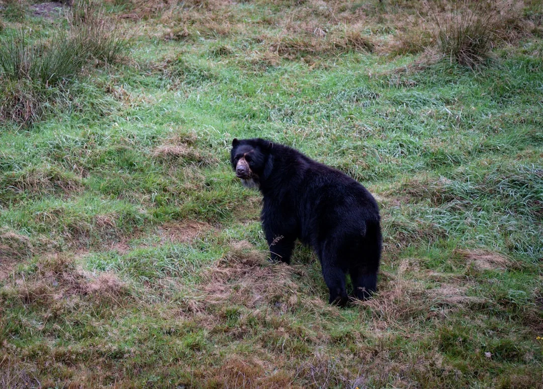 Spectacled Bear Facts: Size, Habitat, and Diet