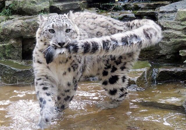 Snow Leopard: Unique Traits and Conservation Efforts
