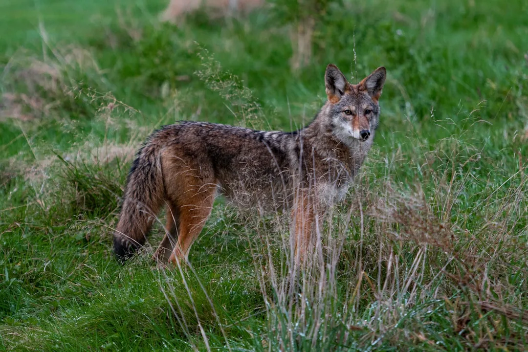 Coyote: North America's Most Successful Wild Canid