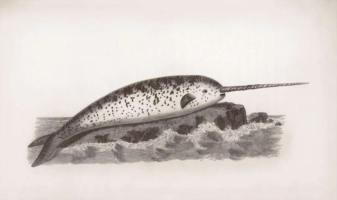 Narwhal: The Unicorn of the Sea Unveiled
