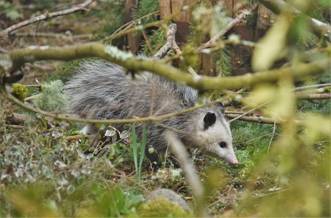 Virginia Opossum: The Only North American Marsupial