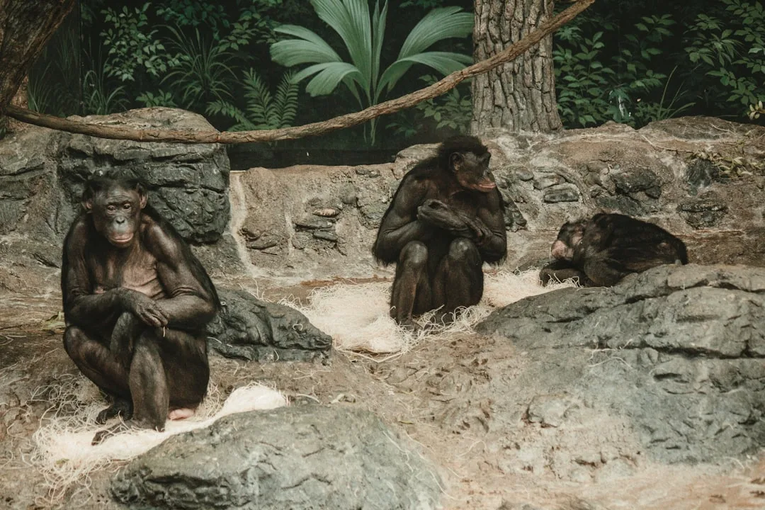 Bonobo: The Peace-Loving Primate of the Forest