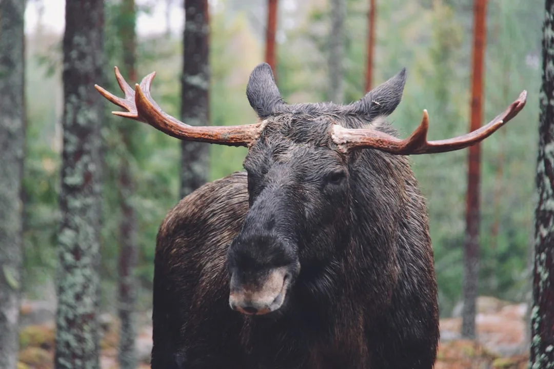 Moose: The Majestic Largest Deer Species