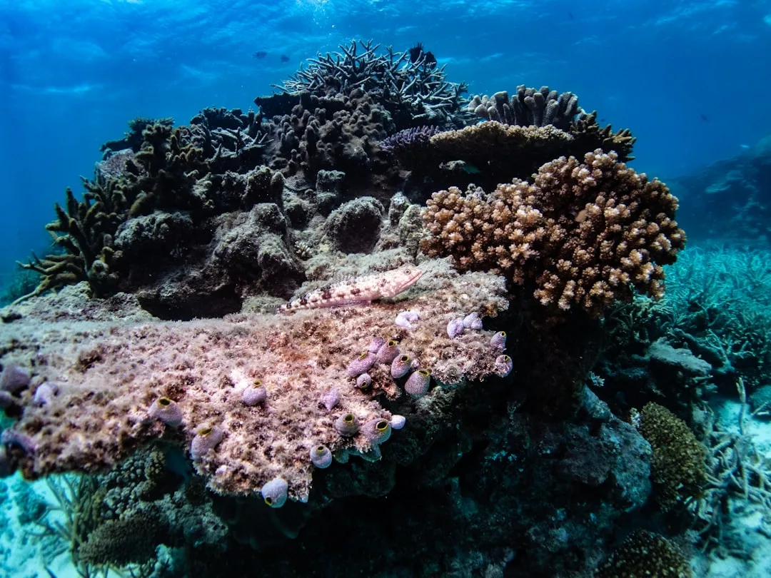 Pillar Coral: Key Facts and Conservation