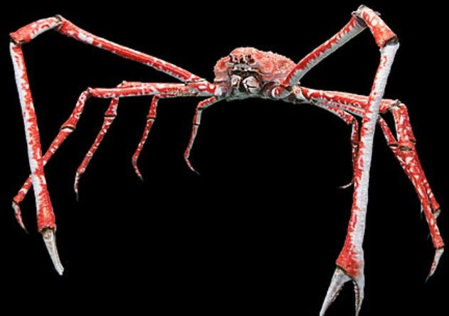 Japanese Spider Crab: Nature's Giant