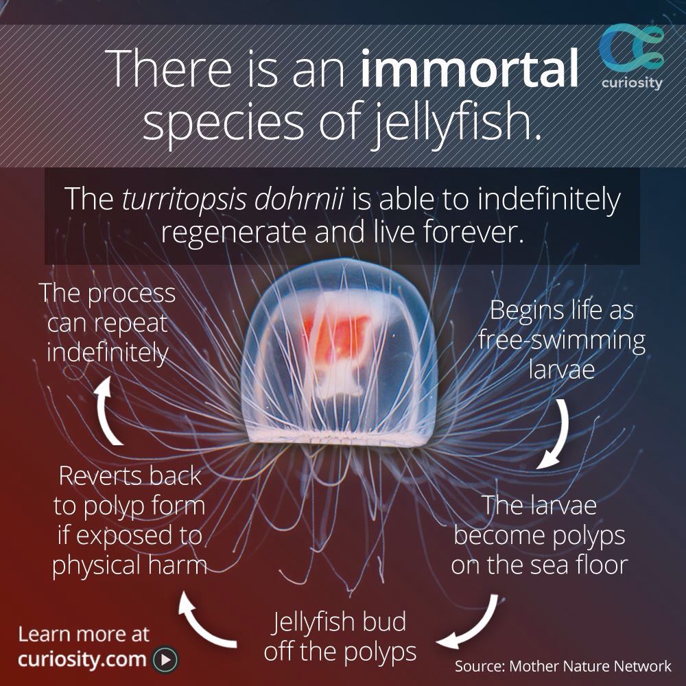Facts About the Immortal Jellyfish
