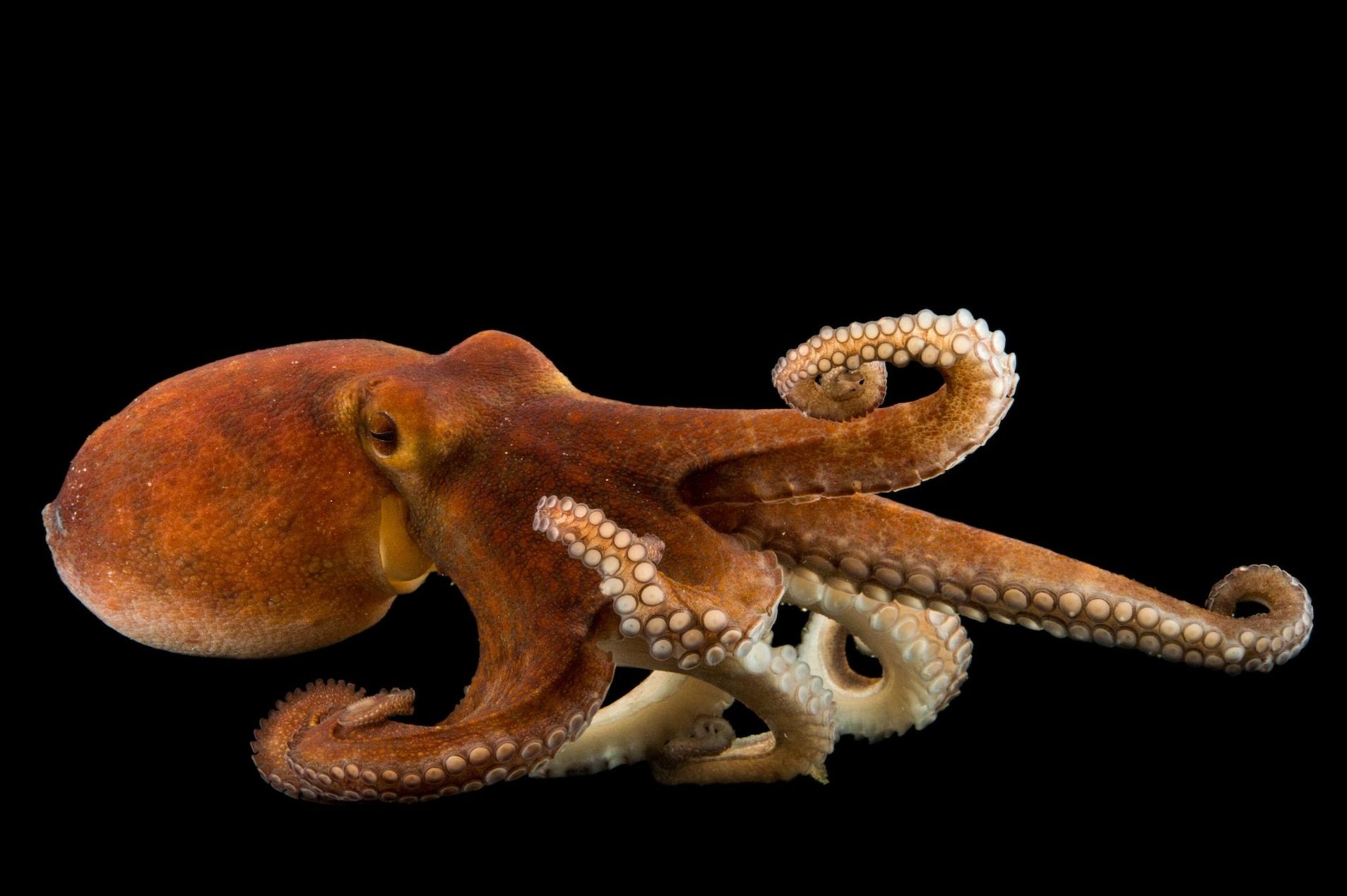 Common Octopus