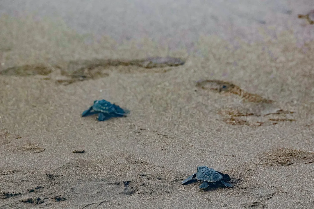 Olive Ridley Turtle: The Abundant Nester