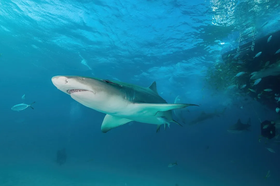 Bull Shark: The River Swimmer