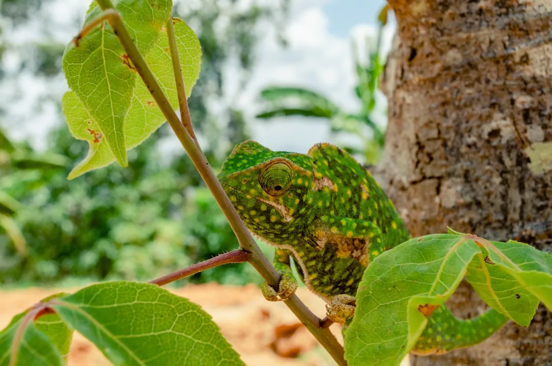 Parson's Chameleon: Size and Characteristics
