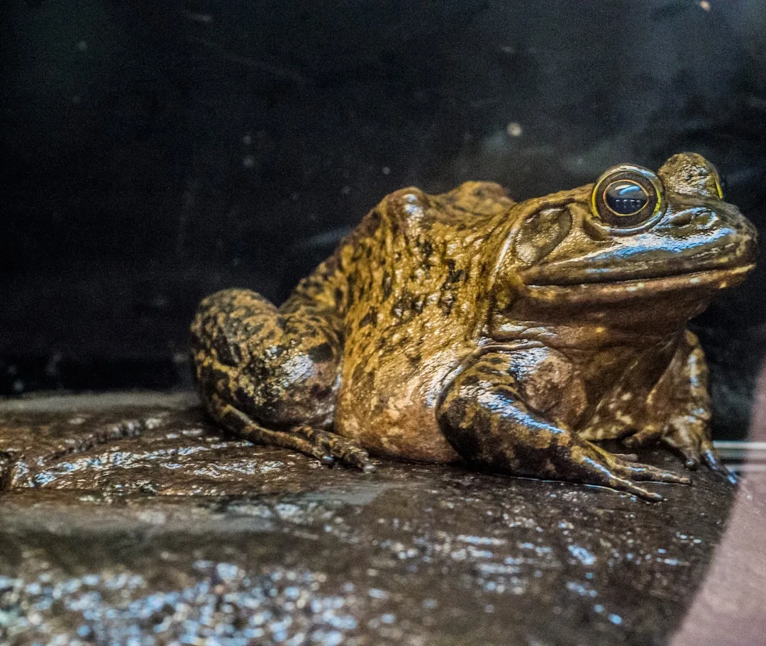 Goliath Frog: Largest Species and Its Unique Habits
