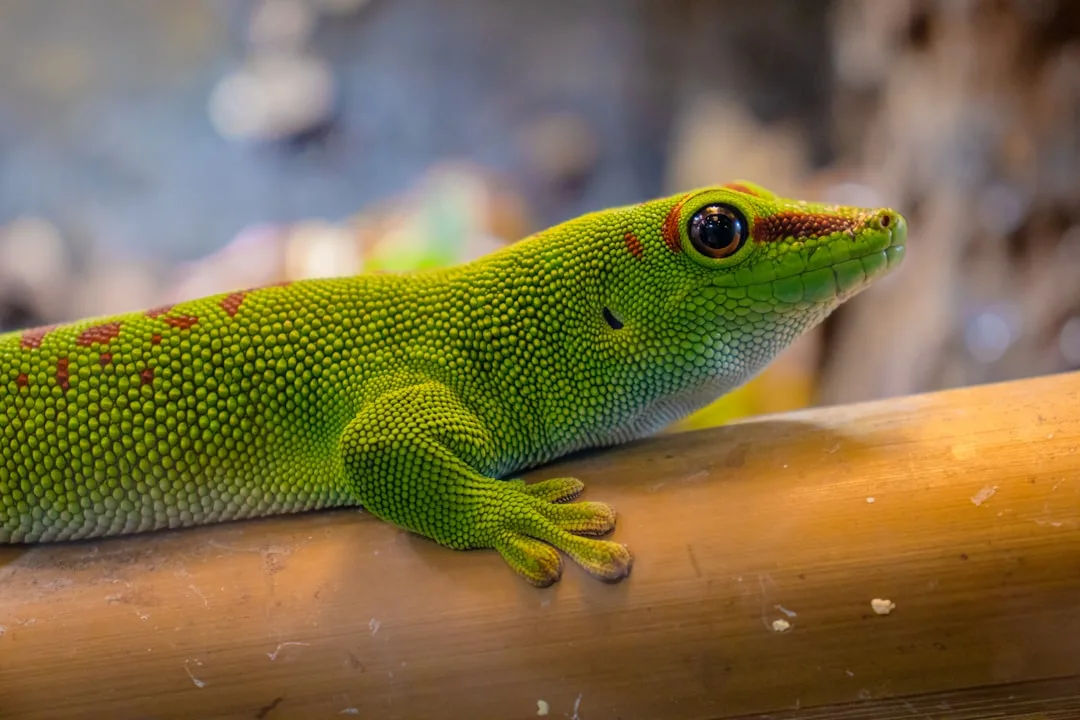 Madagascar Giant Day Gecko: Colorful and Unique