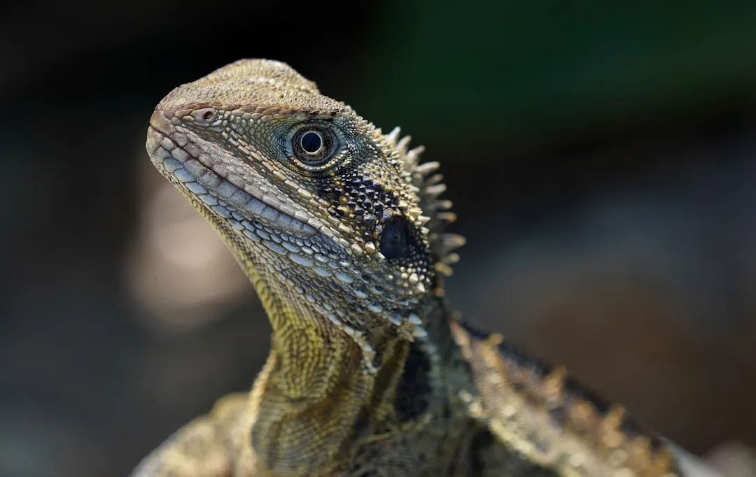 Central Bearded Dragon: A Popular Lizard Pet
