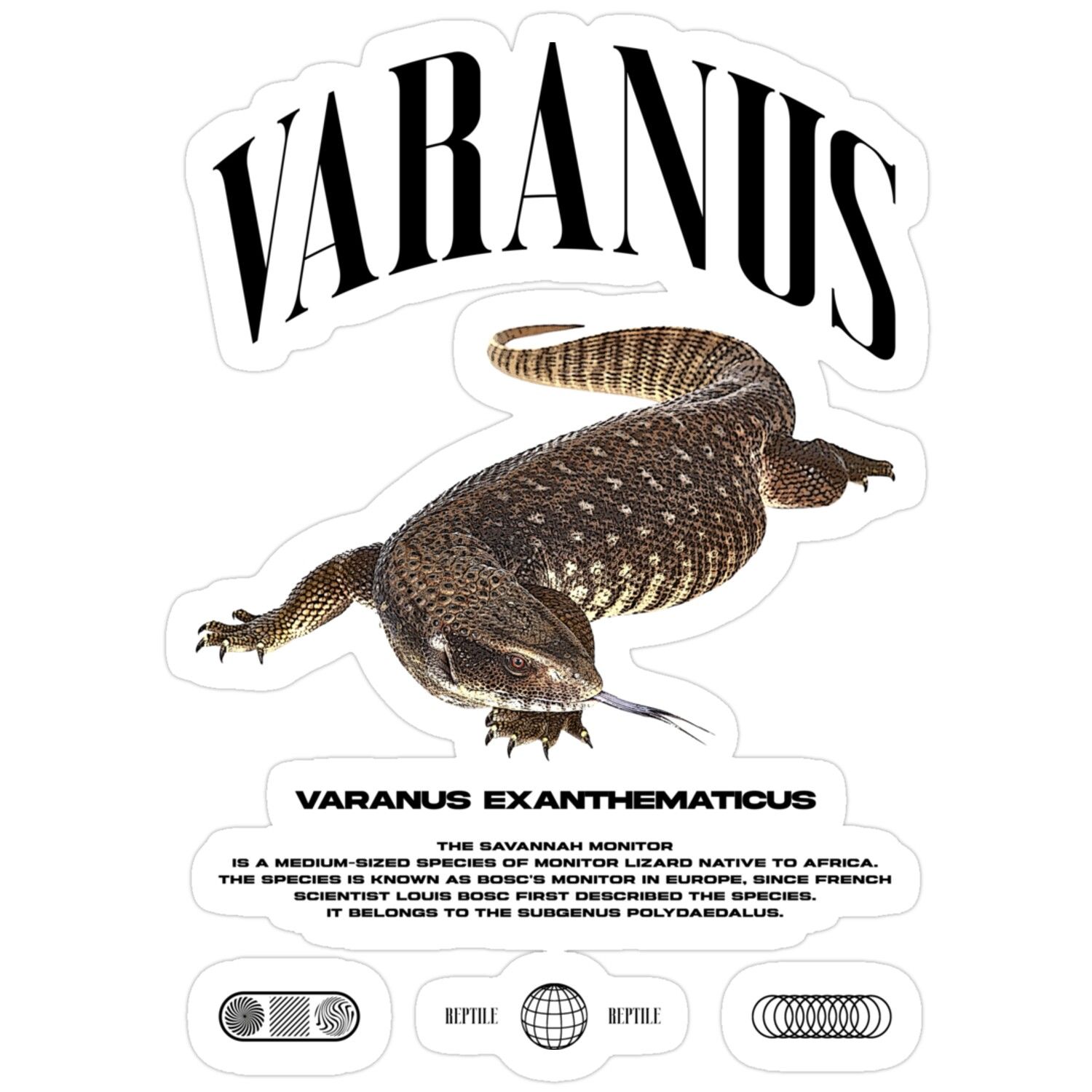 Savannah Monitor: Africa's Stocky Ground-Dweller