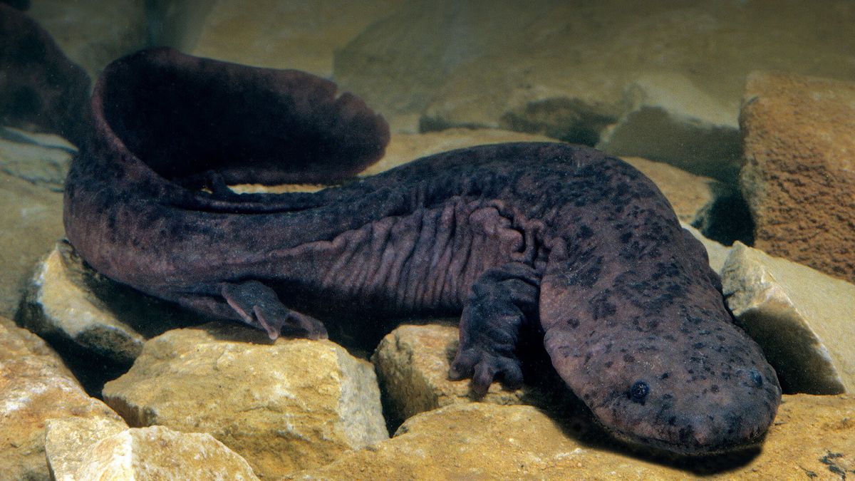 Chinese Giant Salamander: Largest Amphibian