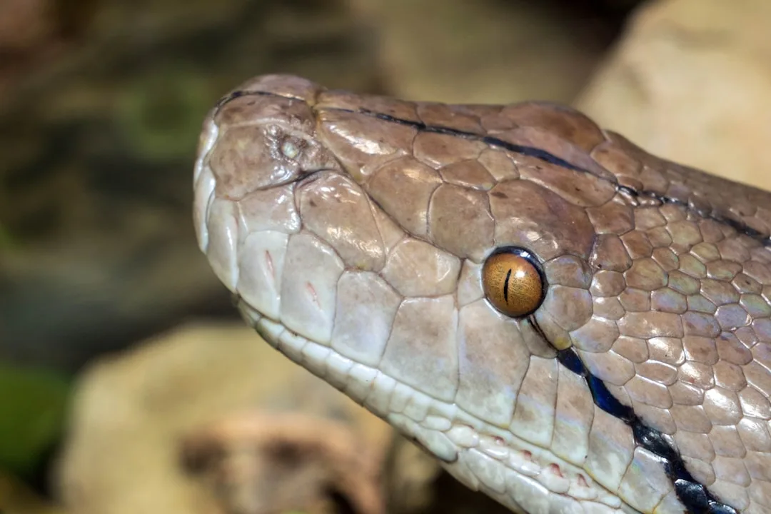 Reticulated Python: The Longest Snake Alive