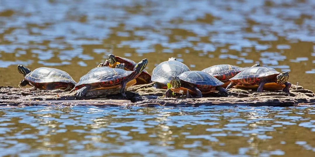 Painted Turtle: North America's Widespread Reptile