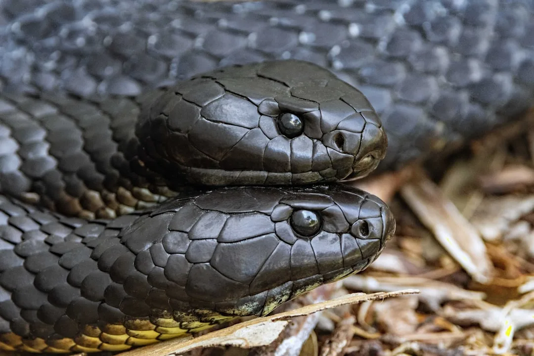 Eastern Brown Snake: Australia's Deadliest