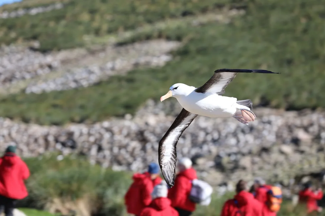 Wandering Albatross: The Greatest Wingspan