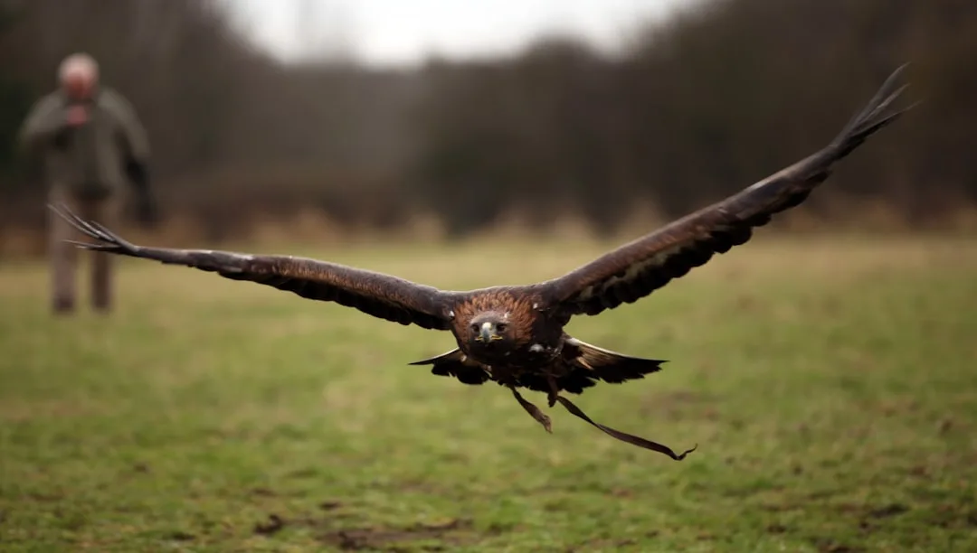 Golden Eagle