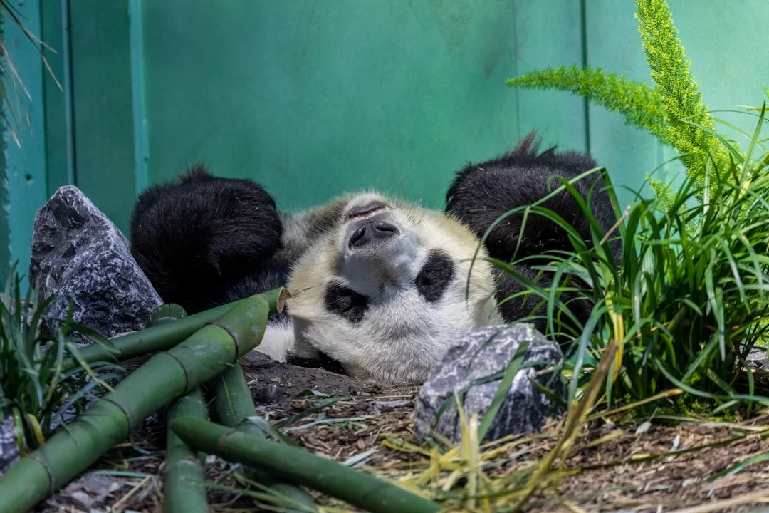 Giant Panda: An Iconic Mammal and Its Conservation