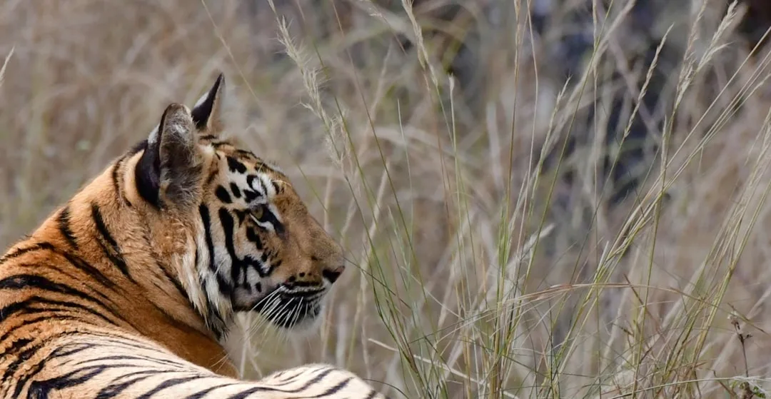 Bengal Tiger: Size, Habitat, and Facts