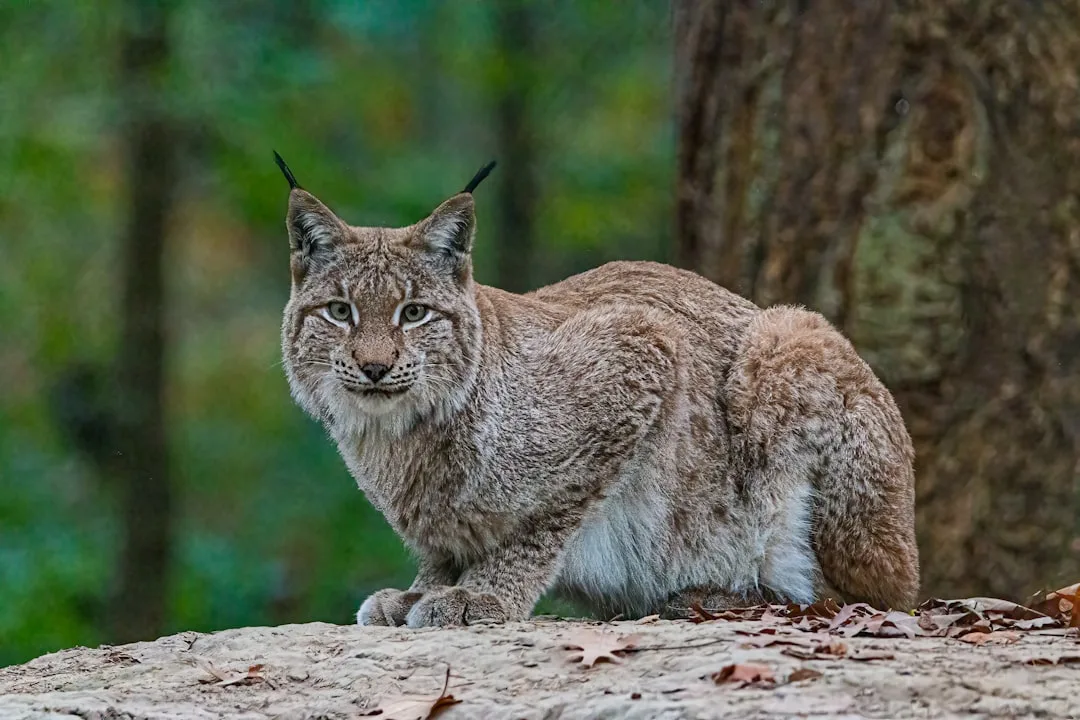 Iberian Lynx: A Conservation Success Story