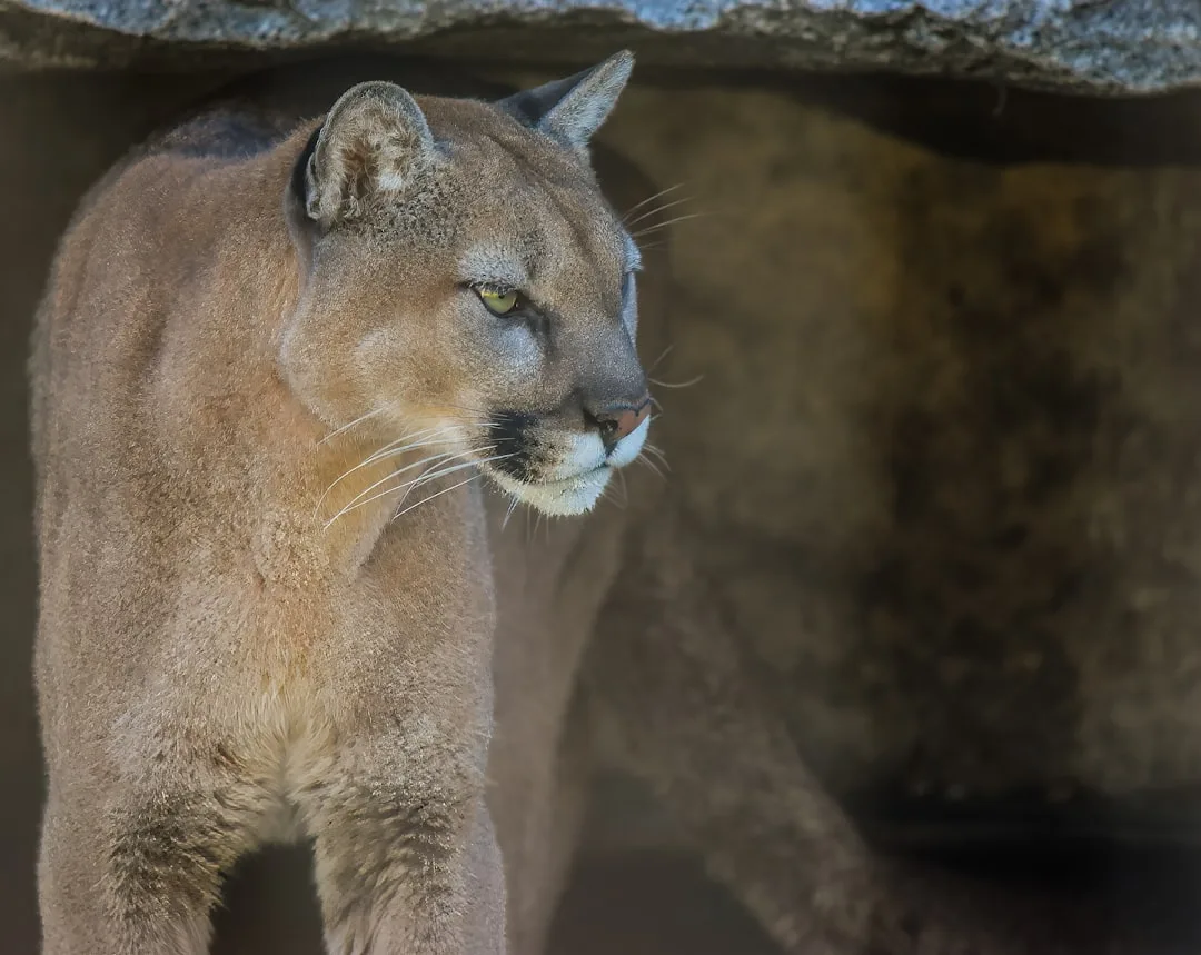 Mountain Lion: Habitat and Distribution Facts