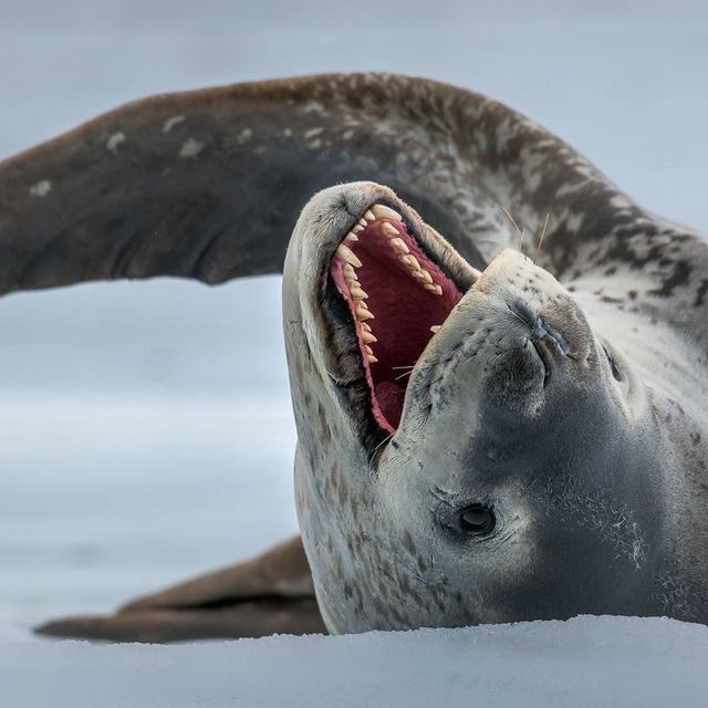 Leopard Seal